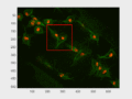 Fluorescence images of cells taken from fruit fly embryos.