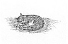 Black and white sketch of a curled up cat