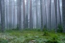 Trees in a forest