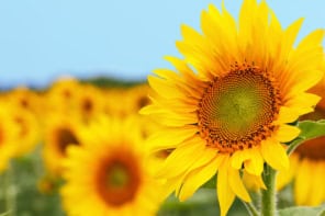 Sunflowers