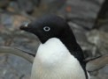 Photo of Adélie penguin