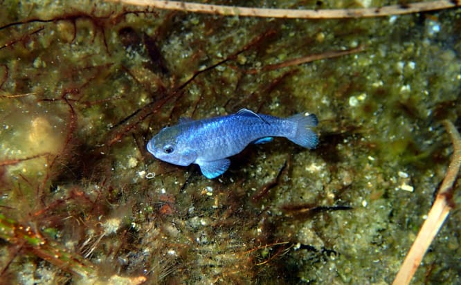 Amargosa pupfish