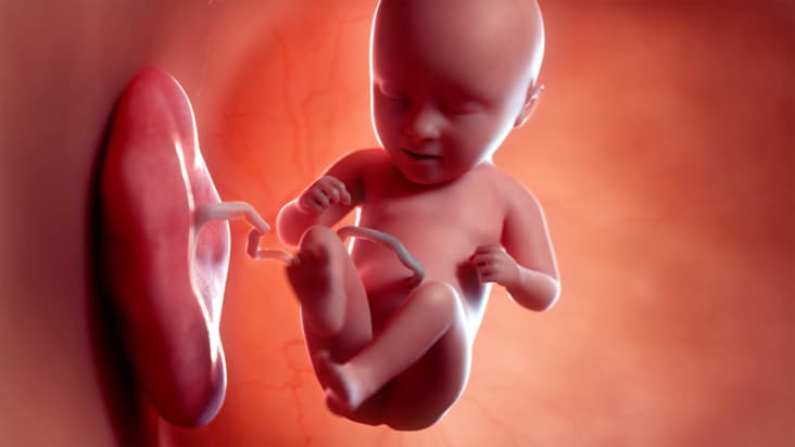 Developing fetus_computer generated representation