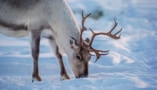 Photo of caribou in snow