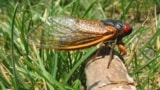 Cicada