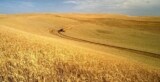 Wheat field