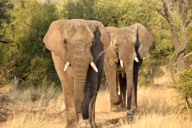 African elephants