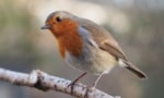 European Robin