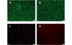 Bacterial adhesion and viability