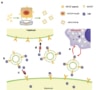 Artificial nanodecoys for hepatitis B