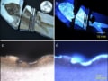 Four images of fish fossils taken by Biofinder