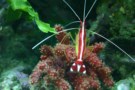 Photo of a Pacific cleaner shrimp showing its brilliant white whisker-like antennae, white stripe down its back and white spots on its tail