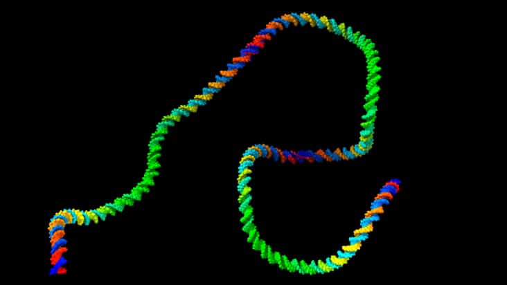 DNA molecule