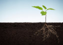 Image of a plant with roots