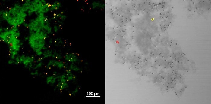 Confocal images of S. Aureus bacteria trapped in graphene-oxide aggregates