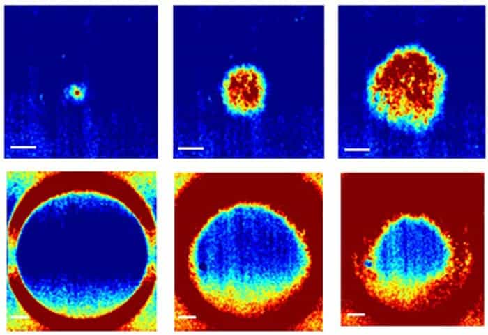 Two time sequences showing how electrical waves propagate through a tissue culture