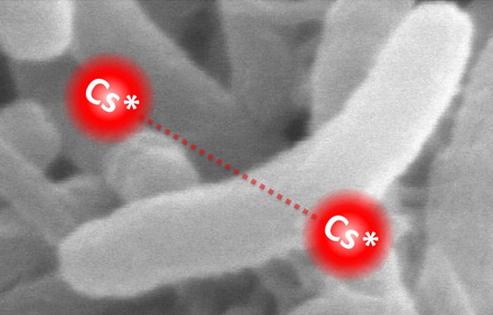 Montage comparing the size of a bacterium to that of a giant molecule