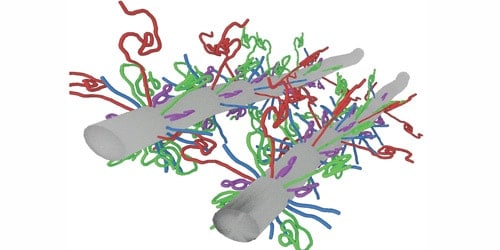 Illustration of two protein filaments showing the protruding interacting tails