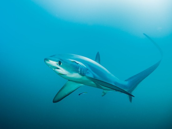 A pelagic thresher shark