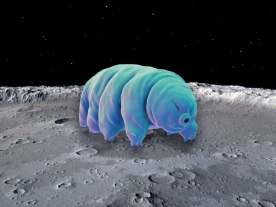 Tardigrade