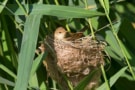 Eurasian warbler