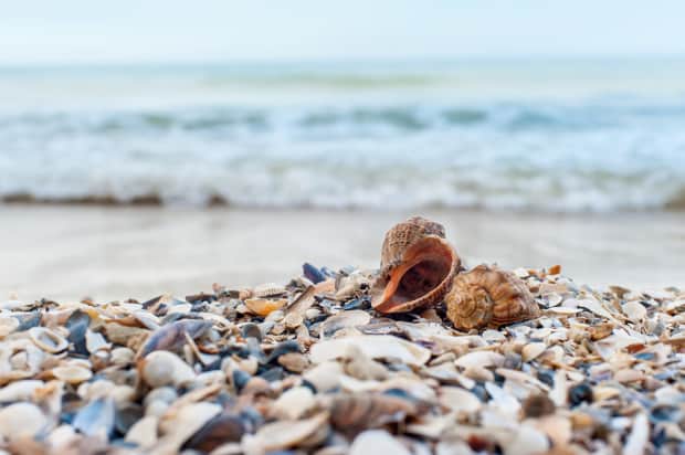 shells on a beach