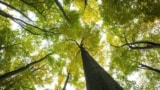 Trees in a forest