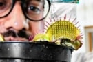 Venus flytrap with electrodes