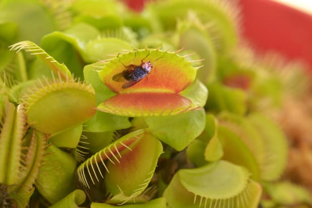 venus flytrap