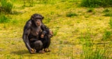 western chimpanzee